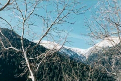 platani