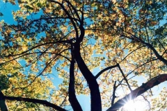 trees