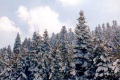 xtrees