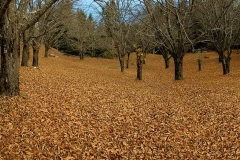 oi-kastanies-sto-kri