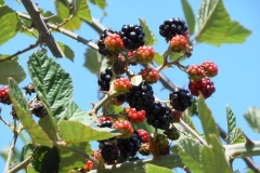 Καλοκαίρι 2016